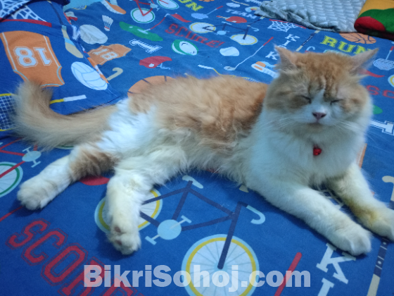 পারশিয়ান মেইল ক্যাট